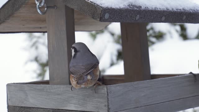 Nuthatch Bird On A Wooden Birdhouse While Feeding. Close-up Shot