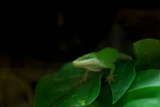 istock Green anole lizard peering out from its leafy camouflage 2075436829
