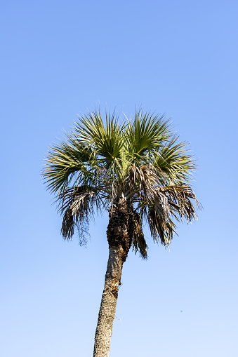 Deceased coconut palm tree krone with dry green wedge shaped leaves on clear blue sky close view