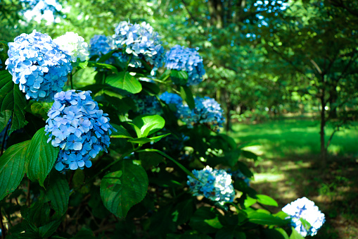The beautiful blue flowers in full bloom on lush green leaves and branches.
