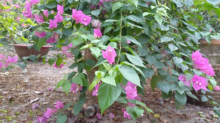 Bougainvillea flowers bush branch swaying in the garden. Bright beautiful pink bougainvillea glabra that widely cultivated in tropics at Mekong Delta Vietnam.
