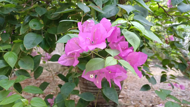 Bougainvillea flowers bush branch swaying in the garden. Bright beautiful pink bougainvillea glabra that widely cultivated in tropics at Mekong Delta Vietnam.