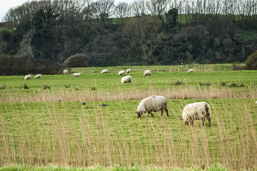 Sheep grazing on pasture next to salt marshes with trees and hills visible in the background