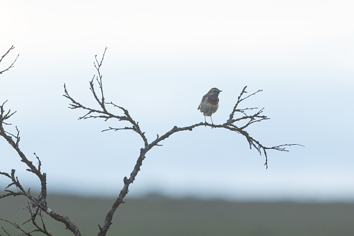 Bluethroat perched on a branch on a cloudy evening on a summer day in Urho Kekkonen National Park, Northern Finland