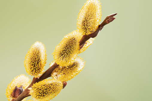 Close up of a flowering willow tree catkins branch on a pastel green background. Studio shot.