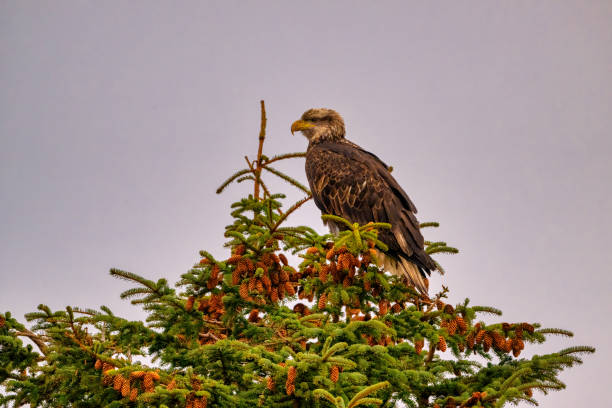 istock Majestic bald eagle perched on a pine tree in the wild 2075454014