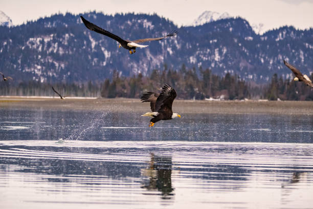 istock Bald Eagles soar above water with distant mountains: Homer, Alaska 2075454022