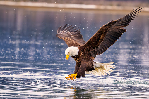 A bald eagle snatching a fish mid-air near a lake: Homer, Alaska