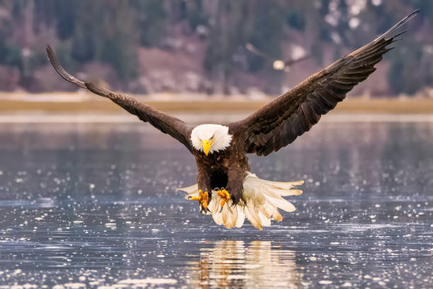 istock Bald eagle snatching a fish mid-air near a lake: Homer, Alaska 2075454033