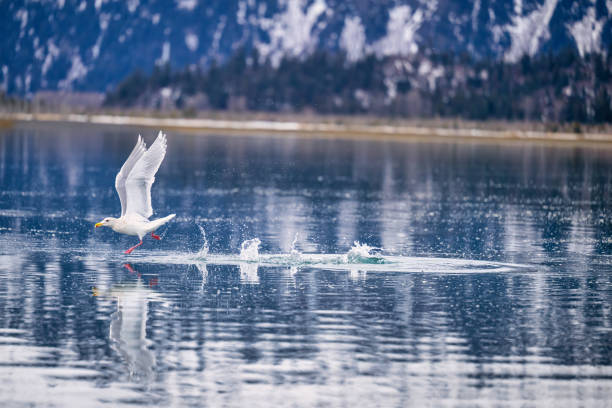 A Seagull skipping on the water after missing a fish near Homer, Alaska