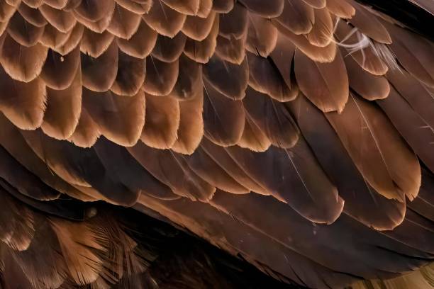 istock Detailed close-up of bird head feathers 2075454055