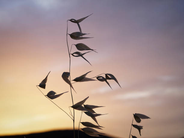 Common Reed (Phragmites) lake