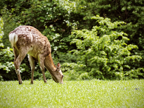 Young deer feeding in a field