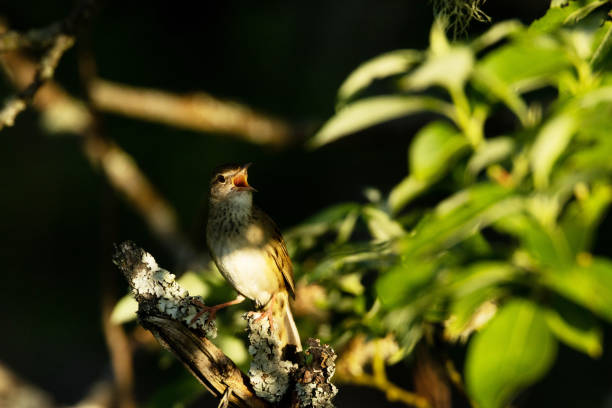 closeup of common grasshopper warbler singing on a beautiful and sunny spring morning in estonia - soundscape ストックフォトと画像