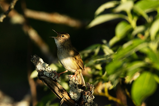 Closeup of Common grasshopper warbler singing on a beautiful and sunny spring morning in Estonia, Northern Europe