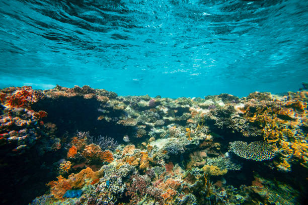 istock a Underwater coral reef on the red sea 2075478113