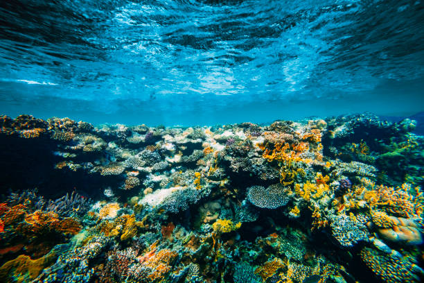 istock a Underwater coral reef on the red sea 2075481272
