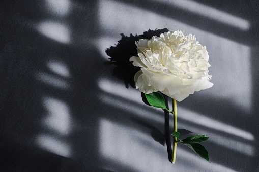 White peony on a gray background. Light from the window with shadows. Summertime still life. Top view. Copy space