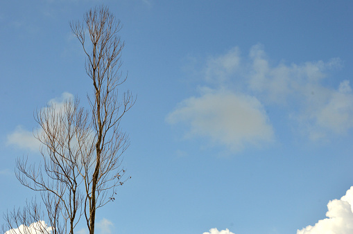 dried branches on a big tree with blue sky background