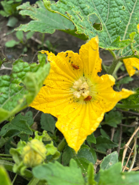 istock yellow Benincasa hispida flower in the garden 2075500353