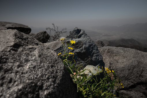 A yellow flower between rocks in the mountains from Al Hada, Taif , Saudi Arabia