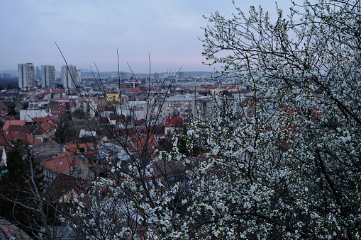 Travel to Belgrade, Serbia. A beautiful view of the red tiled roofs of houses and a white blooming spring tree strewn with flowers in the evening at sunset. Old Town Zemun