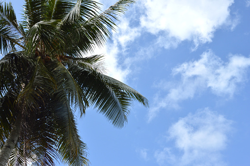 coconut tree agaist blue sky