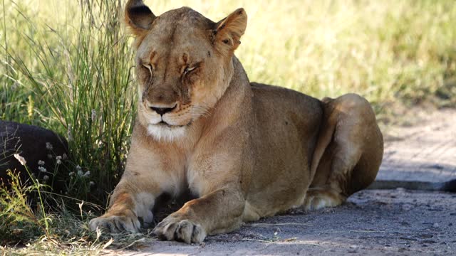 Medium shot of a sleepy lioness laying on the dirt road and opening her eyes, Kruger National Park.