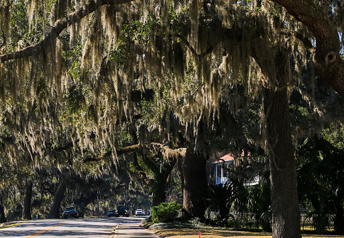 Large oak trees with Spanish Moss hanging over and covering Bay Street in Beaufort South Carolina