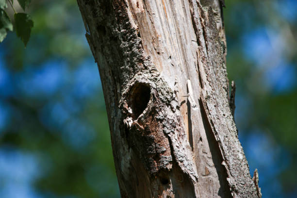 istock A tree with a hole in it used by woodpecker birds as a nest 2075532665