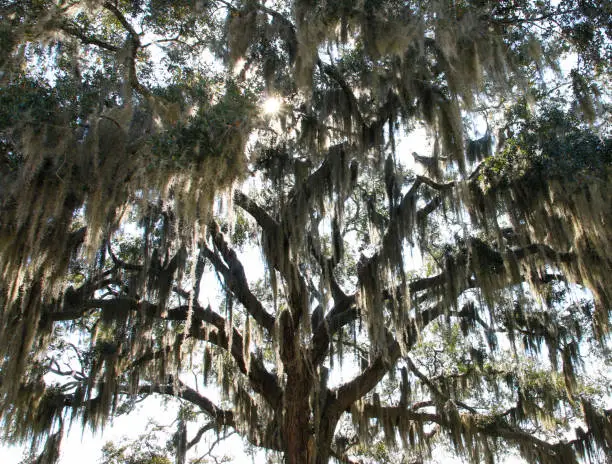 Looking up at the sun shinning through an oak tree with spanish moss dangling in histotic Beaufort SouthCarolina between Bay Street and the river.