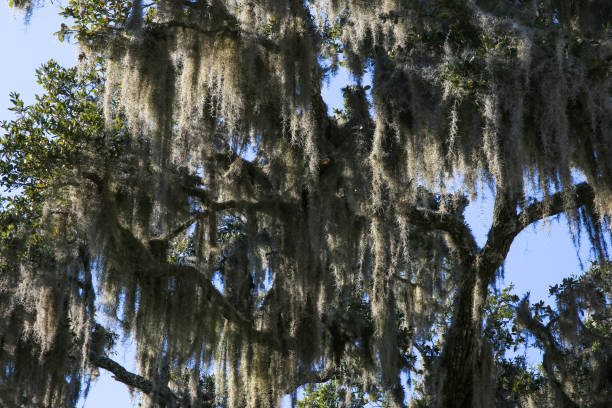 istock Spanish moss hangs off a large tree in Beaufort 2075533186