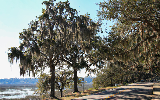 Looking down Bay street Beaufort South Carolina with water on one side and spanish moss hangigng from trees on the other.