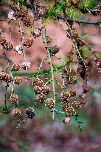 Branches of pinecones in the forest in autumn