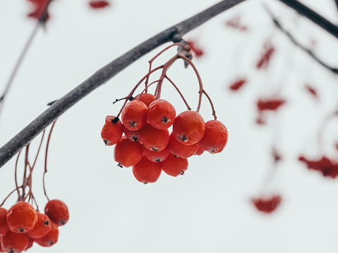 Red rowan berries close up