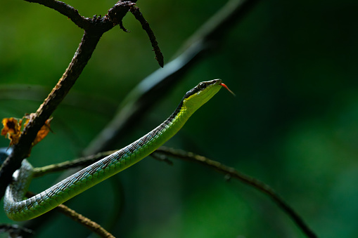 Close up shot of underwood's bronzeback snake dendrelaphis underwoodi slithering on tree branch, with natural bokeh background