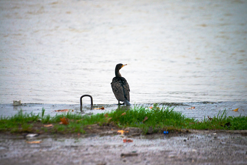 In the rhythmic rain, a Phalacrocorax species stands gracefully near the riverbank, adorned with raindrops, capturing the poetic essence of a wet avian moment.