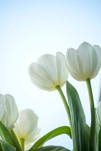 white tulips on a light window background. non-standard bottom view