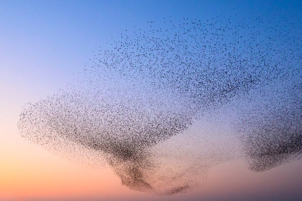 istock Starling murmuration during sunset at the end of the day 2075576916