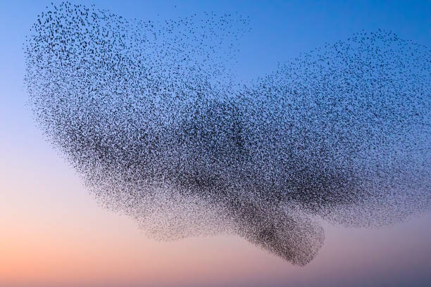 istock Starling murmuration during sunset at the end of the day 2075577979
