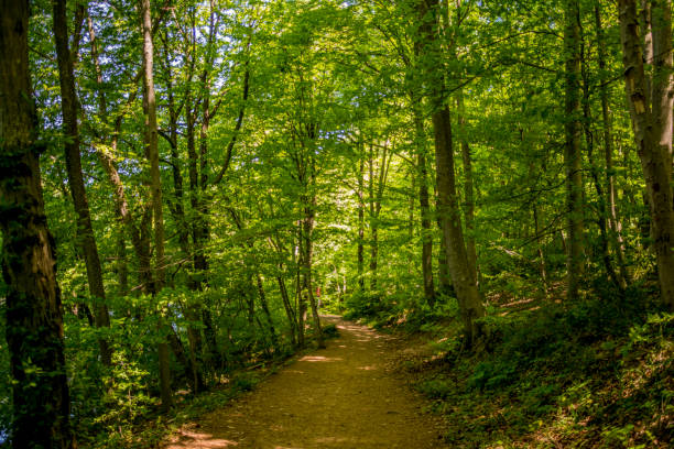 A serene forest road winds among the trees, offering a picturesque and tranquil pathway for an immersive journey through the lush woodland