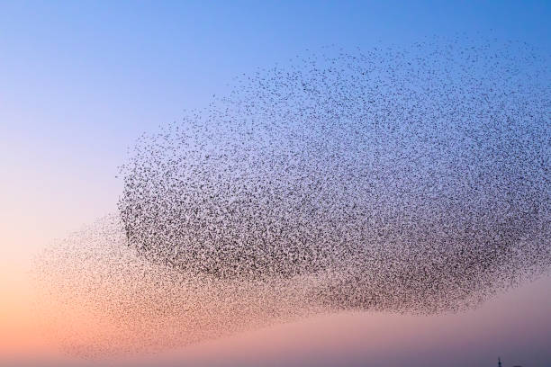 istock Starling murmuration during sunset at the end of the day 2075579555