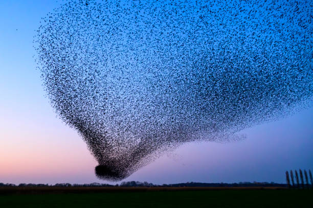 istock Starling murmuration during sunset at the end of the day 2075580601