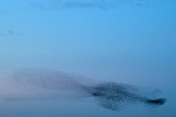 istock Starling murmuration during sunset at the end of the day 2075580698