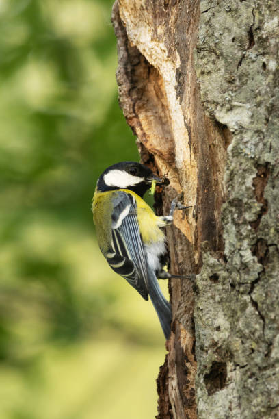 istock Great tit enteringf a nesting cavity in a tree during breeding season in Estonia 2075581639
