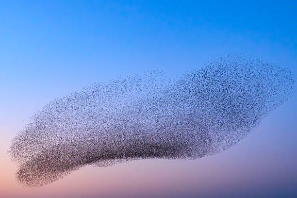 istock Starling murmuration during sunset at the end of the day 2075581642