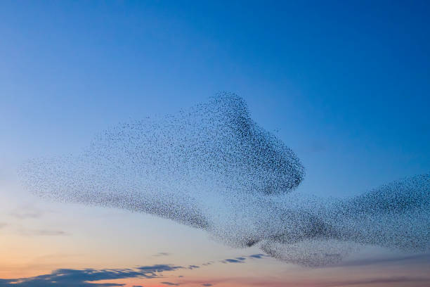 istock Starling murmuration during sunset at the end of the day 2075581649