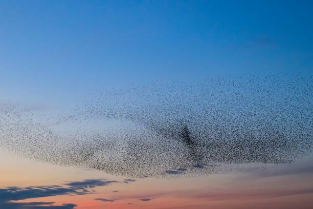 istock Starling murmuration during sunset at the end of the day 2075582167