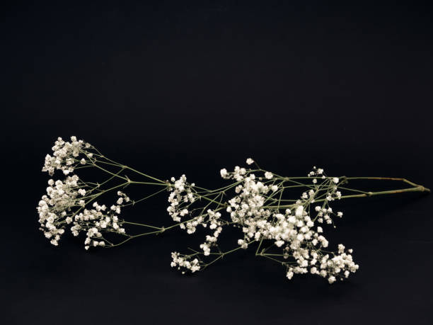 istock White gypsophila branch on a black background 2075582689