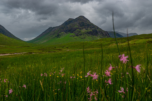 A serene view of a Scottish glen with vibrant wildflowers in the foreground, under the watch of a rugged mountain peak and moody overcast skies. Beautiful nature and amazing scenery in wild Scotland.